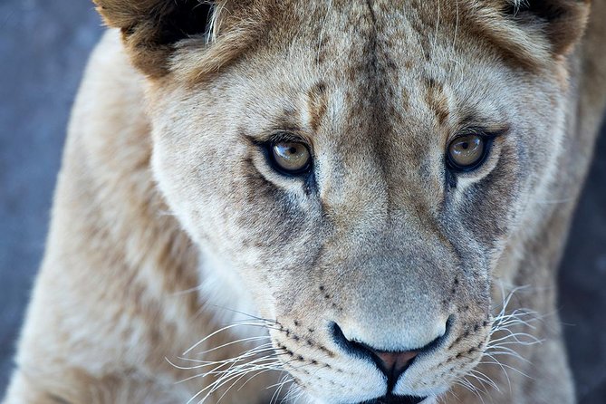 Lions At Bedtime And A Day At Monarto Safari Park - thumb 1