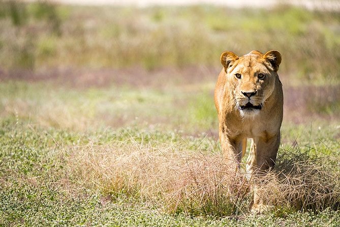 Lions At Bedtime And A Day At Monarto Safari Park - thumb 0