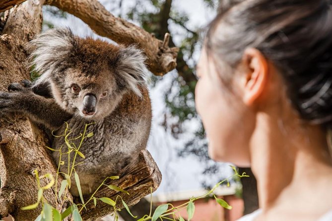 Adelaide Zoo Behind The Scenes Experience: Koala Encounter - thumb 0