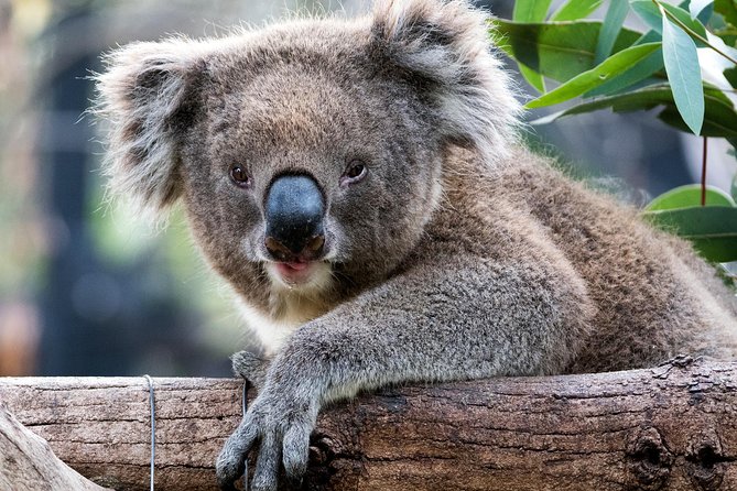 Adelaide Zoo Behind The Scenes Experience: Koala Encounter - thumb 1