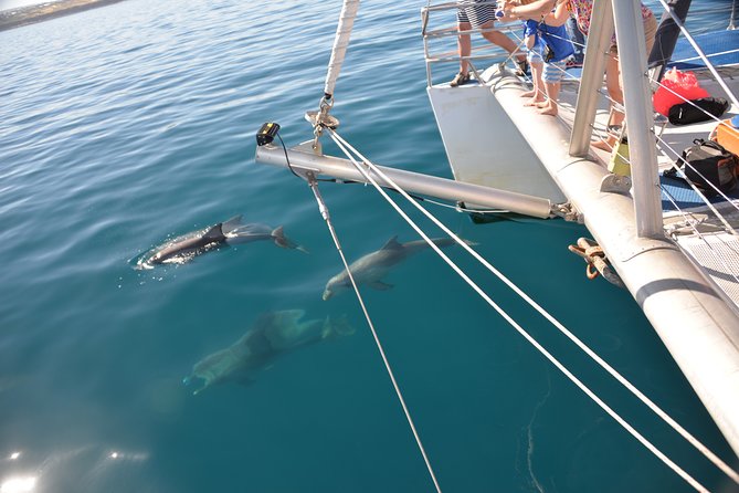 Dolphin Cruise From Adelaide With Optional Dolphin Swim - thumb 6