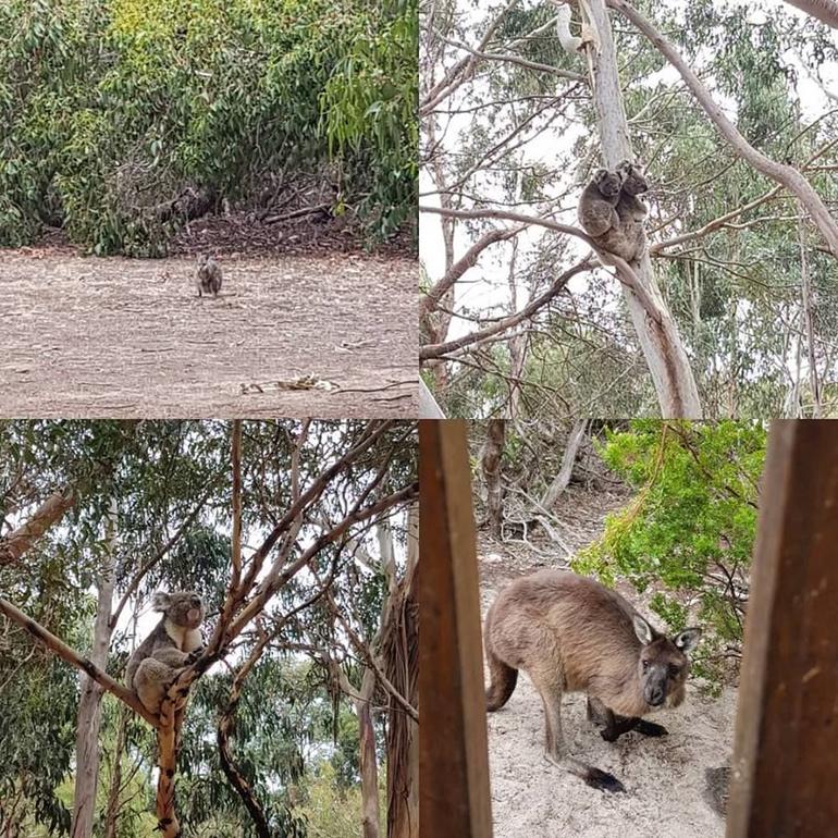 2-Day Kangaroo Island Adventure Tour From Adelaide - thumb 3