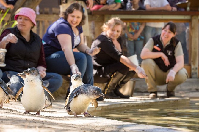 Adelaide Zoo Behind The Scenes Experience: Penguins In Person - thumb 0