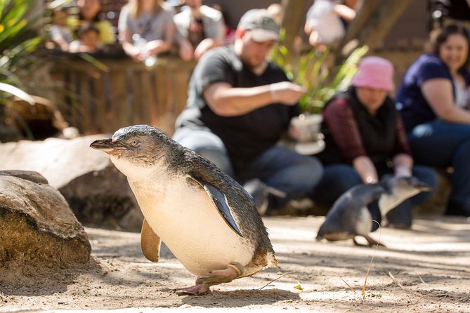 Adelaide Zoo Behind The Scenes Experience: Penguins In Person - thumb 1