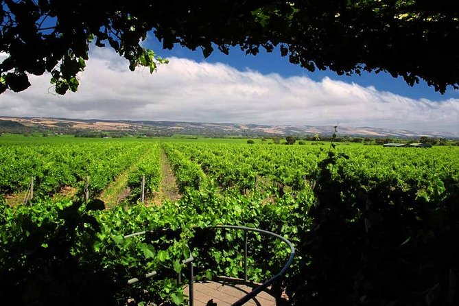 McLaren Vale Winery Small Group Tour With Wine Tasting And Lunch - thumb 6