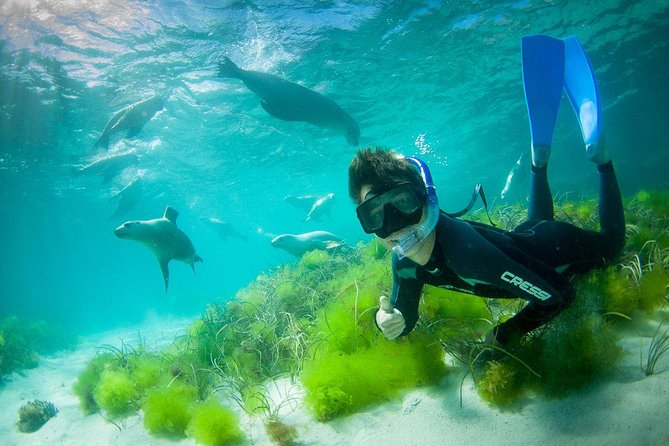 Half-Day Sea Lion Snorkeling Tour from Port Lincoln - Accommodation Nelson Bay
