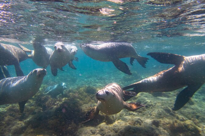 Half-Day Sea Lion Snorkeling Tour From Port Lincoln - thumb 2