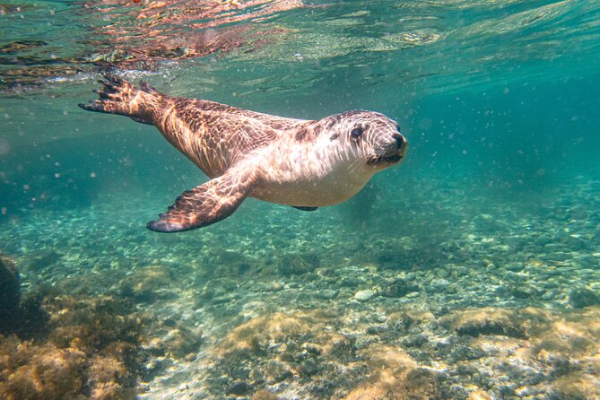 Half-Day Sea Lion Snorkeling Tour From Port Lincoln - thumb 4