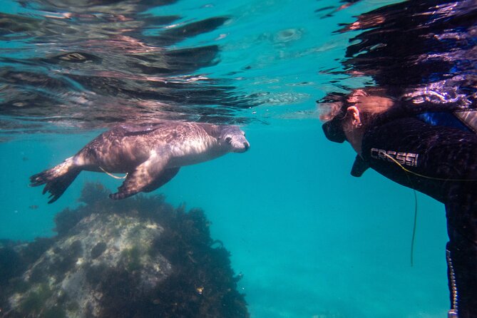 Half-Day Sea Lion Snorkeling Tour From Port Lincoln - thumb 5