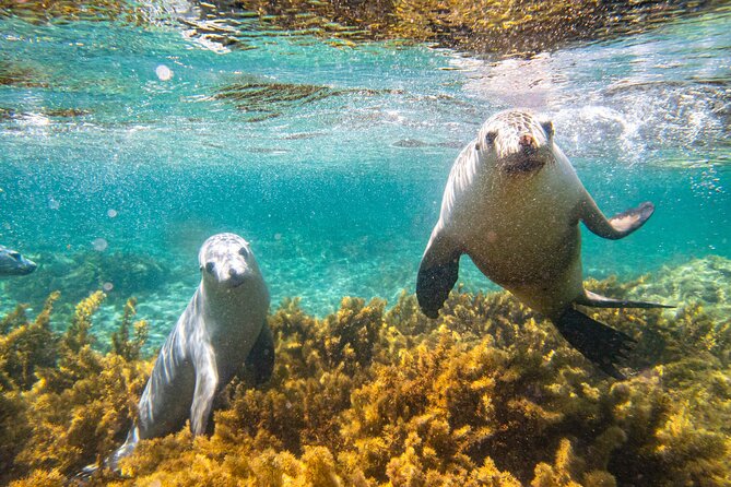 Half-Day Sea Lion Snorkeling Tour From Port Lincoln - thumb 7