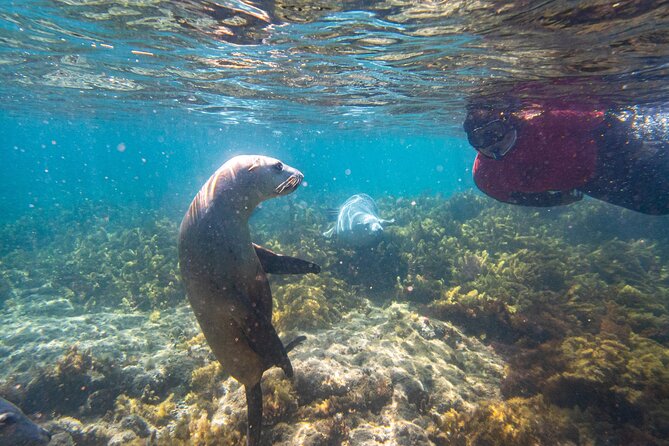 Half-Day Sea Lion Snorkeling Tour From Port Lincoln - thumb 3