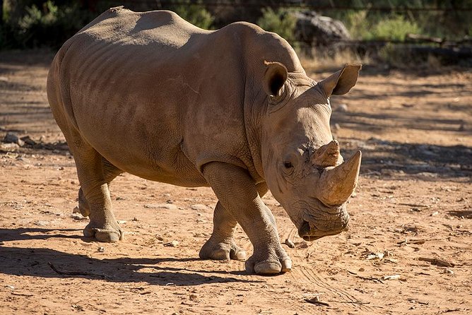 Rhino Interactive And A Day At Monarto Safari Park - thumb 1