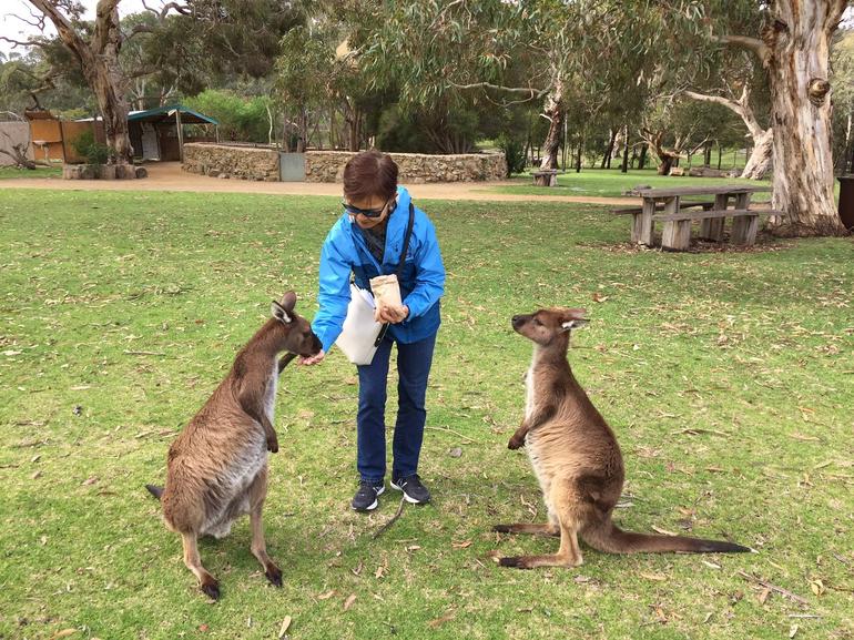 Adelaide Highlights And Hahndorf Tour With Optional River Cruise - thumb 3