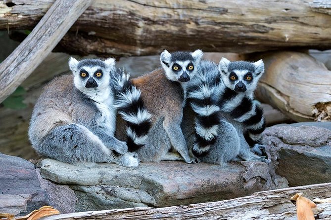 Adelaide Zoo Behind The Scenes Experience: Lemur Feeding - thumb 1