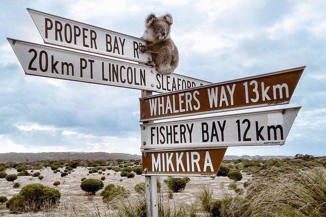 3 Day Port Lincoln And Coffin Bay Tour - thumb 14