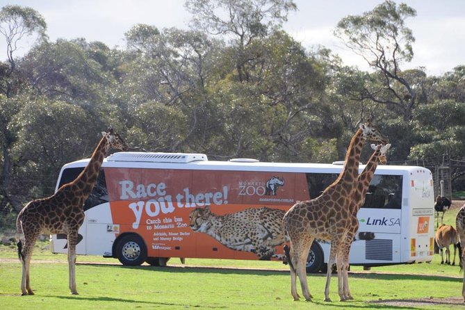 Monarto Safari Park Bus Transfers From Adelaide City - thumb 0
