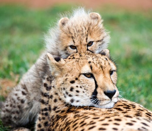 Cheetah Experience At Monarto Safari Park - thumb 1