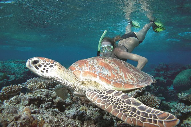 Great Barrier Reef Sailing And Snorkeling Cruise From Port Douglas - thumb 5