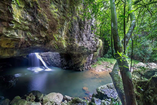 Springbrook andTamborine Rainforest Tour Incl Natural Bridge and Glow Worm Cave - Accommodation in Surfers Paradise