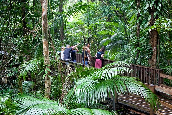 Full Day Daintree Rainforest and Mossman Gorge Tour - Accommodation Gladstone