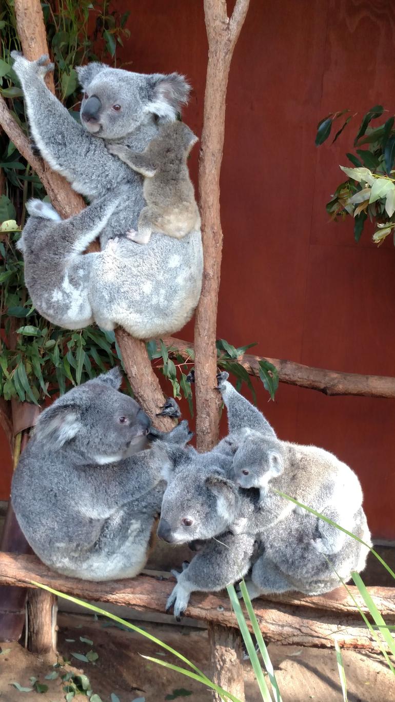 Lone Pine Koala Sanctuary Day Pass - thumb 2