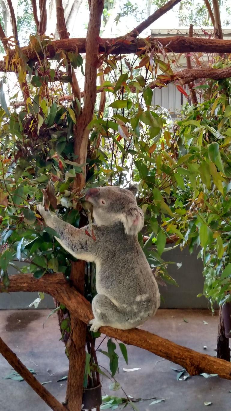 Lone Pine Koala Sanctuary Day Pass - thumb 5