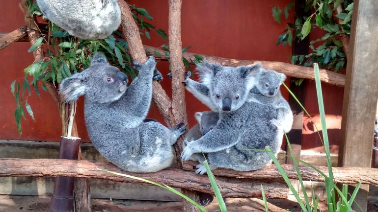 Lone Pine Koala Sanctuary Day Pass - thumb 3