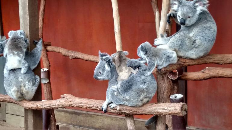Lone Pine Koala Sanctuary Day Pass - thumb 4