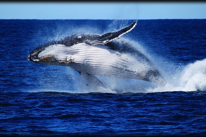 Whale Watching Cruise from Redcliffe Brisbane or the Sunshine Coast - Bundaberg Accommodation