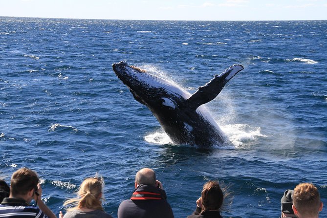 Whale Watching Cruise From Redcliffe, Brisbane Or The Sunshine Coast - thumb 11