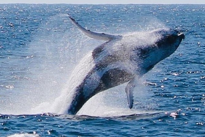 Whale Watching Cruise From Redcliffe, Brisbane Or The Sunshine Coast - thumb 9