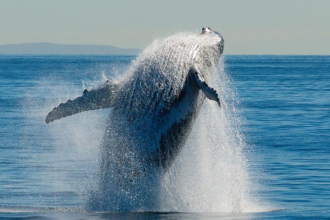 Whale Watching Cruise From Redcliffe, Brisbane Or The Sunshine Coast - thumb 10