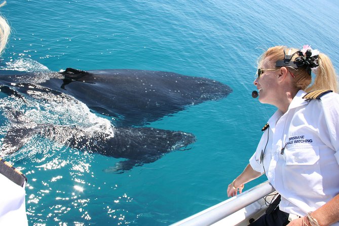 Whale Watching Cruise From Redcliffe, Brisbane Or The Sunshine Coast - thumb 1