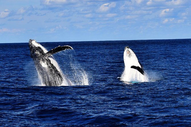 Whale Watching Cruise From Redcliffe, Brisbane Or The Sunshine Coast - thumb 5