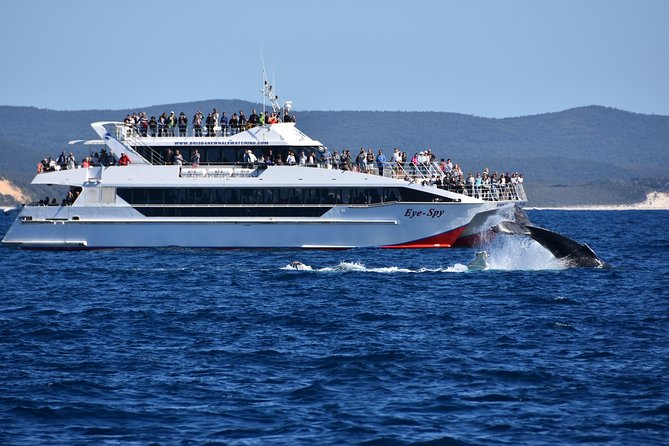 Whale Watching Cruise From Redcliffe, Brisbane Or The Sunshine Coast - thumb 2