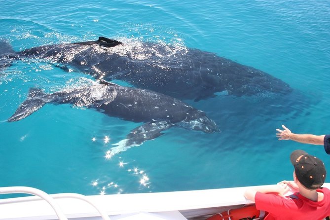Whale Watching Cruise From Redcliffe, Brisbane Or The Sunshine Coast - thumb 3