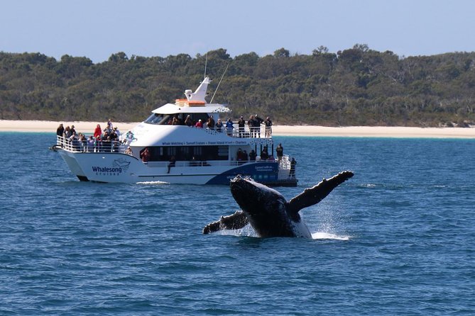 Hervey Bay Whale Watching Experience - thumb 1