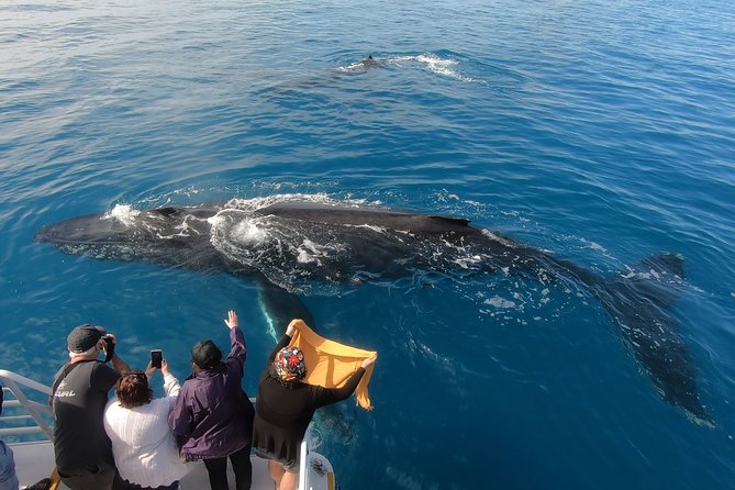 Hervey Bay Whale Watching Experience - thumb 6