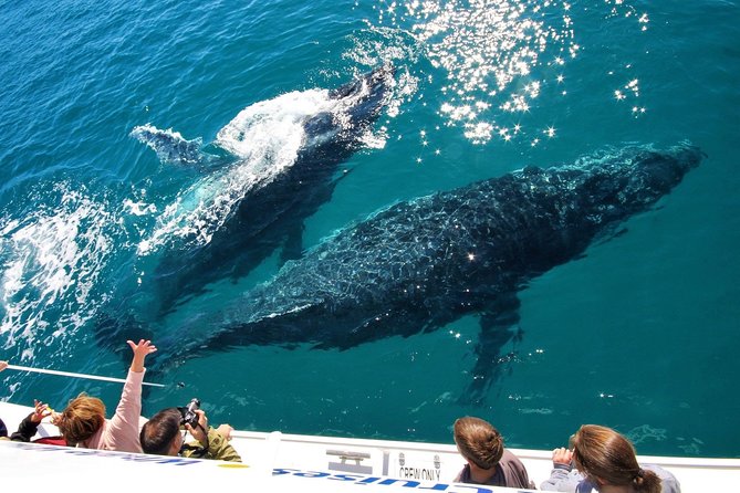 Hervey Bay Whale Watching Experience - thumb 12