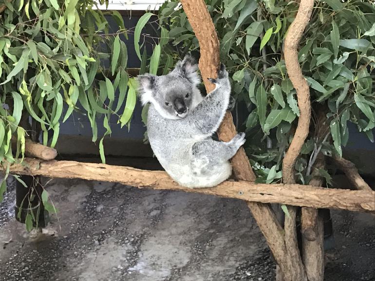 Lone Pine Koala Sanctuary Admission With Brisbane River Cruise - thumb 21