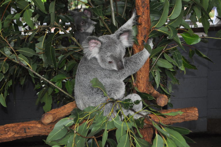 Lone Pine Koala Sanctuary Admission With Brisbane River Cruise - thumb 6