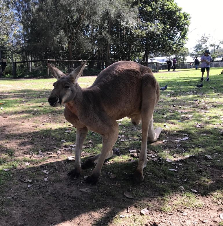 Lone Pine Koala Sanctuary Admission With Brisbane River Cruise - thumb 15