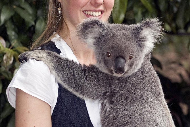 Lone Pine Koala Sanctuary Admission With Brisbane River Cruise - thumb 1