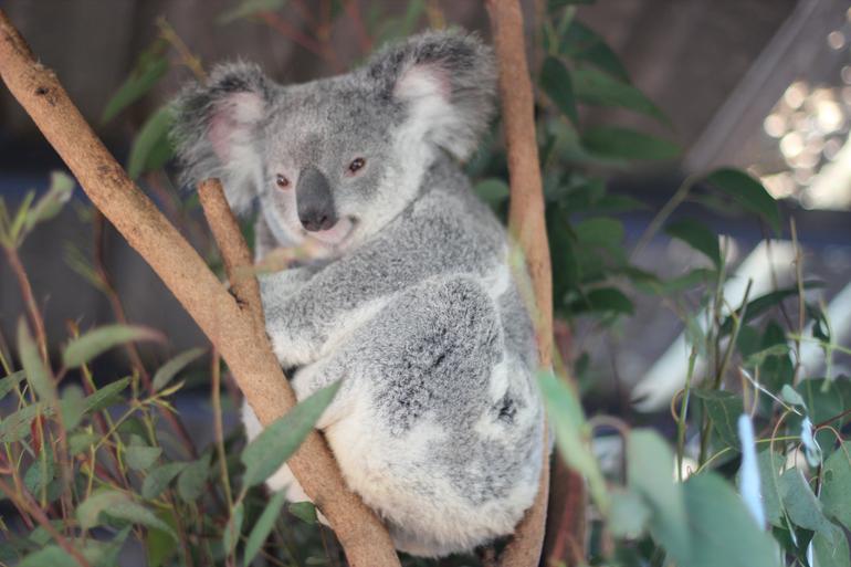 Lone Pine Koala Sanctuary Admission With Brisbane River Cruise - thumb 9