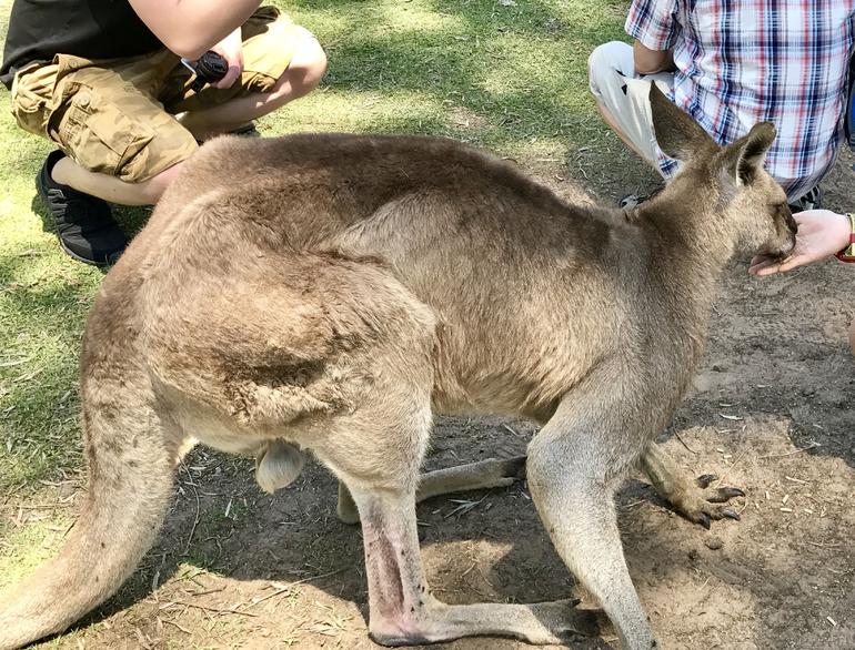 Lone Pine Koala Sanctuary Admission With Brisbane River Cruise - thumb 19