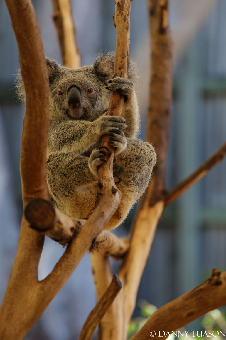 Lone Pine Koala Sanctuary Admission With Brisbane River Cruise - thumb 24