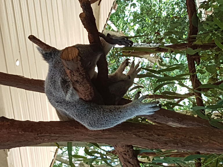 Lone Pine Koala Sanctuary Admission With Brisbane River Cruise - thumb 2
