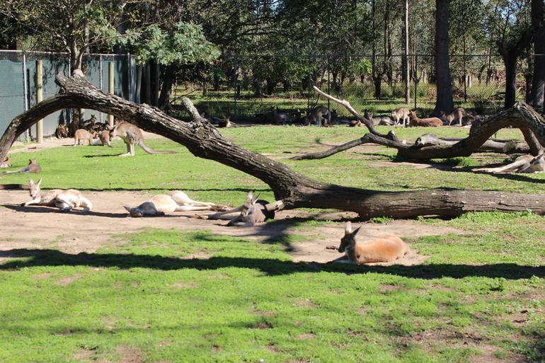 Lone Pine Koala Sanctuary Admission With Brisbane River Cruise - thumb 12
