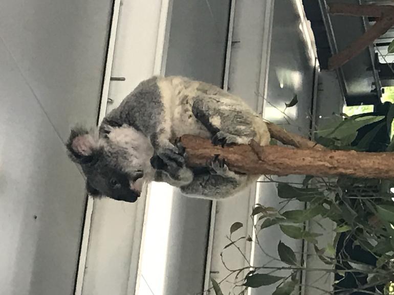 Lone Pine Koala Sanctuary Admission With Brisbane River Cruise - thumb 20