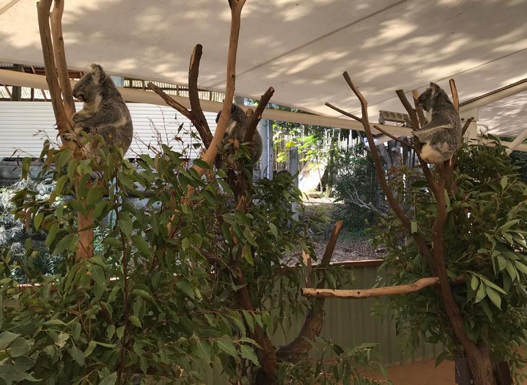 Lone Pine Koala Sanctuary Admission With Brisbane River Cruise - thumb 16